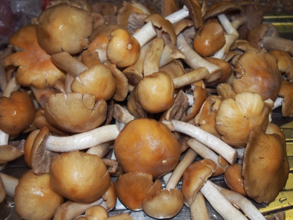 лесные грибы